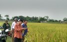 Bà con Nông dân xã Trường Xuân tập trung thu hoạch lúa mùa, đẩy nhanh sản xuất vụ đông