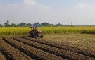 Bà con nông dân xã Trường Xuân đẩy nhanh tiến độ thu hoạch lúa vụ mùa, tập trung sản xuất vụ đông