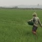 Bà con nông dân xã Trường Xuân tích cực chăm sóc bảo vệ lúa Xuân